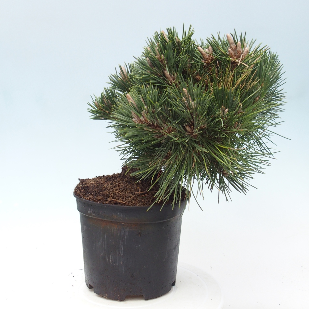 Bonsai voor buiten - Pinus thunbergii senjyumaru - Thunberg den