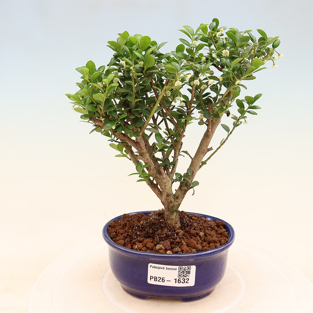 Kamerbonsai - Ilex crenata - Hulst