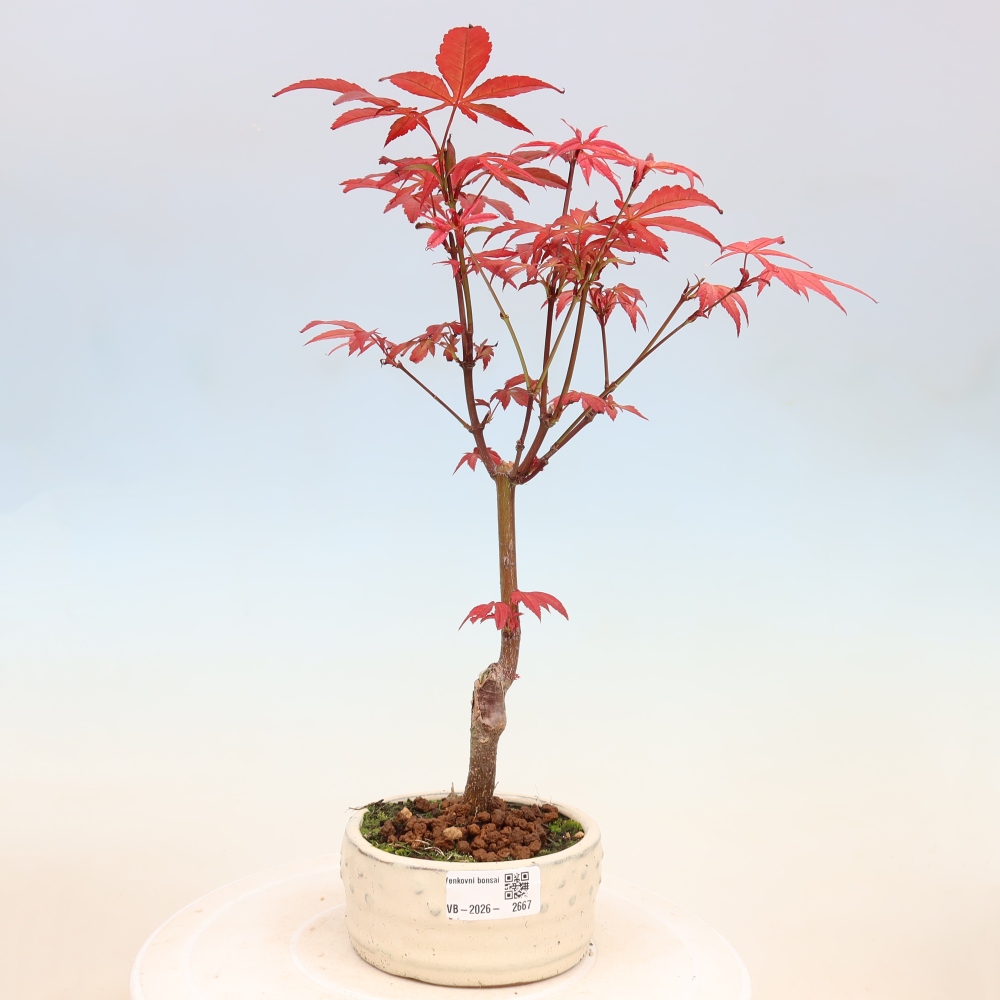 Bonsai voor buiten - Acer palm. Atropurpureum-Javorpalm