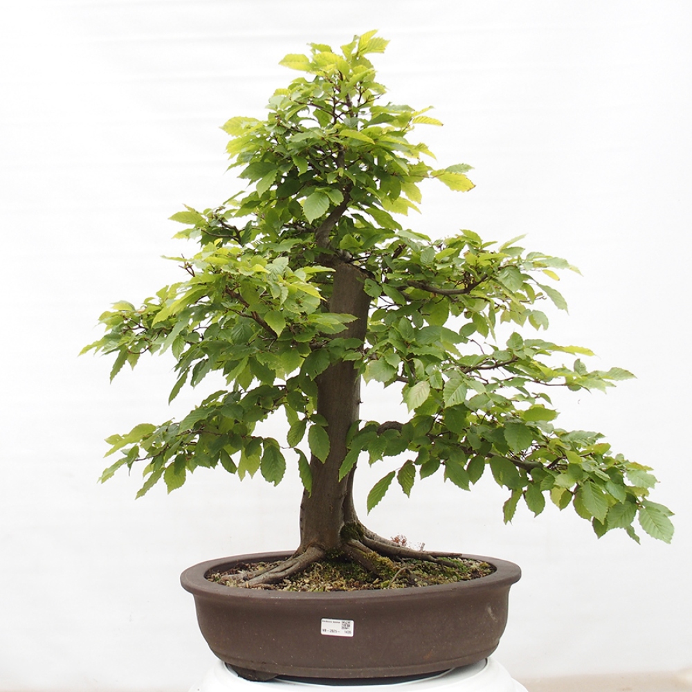 Bonsai voor buiten - Haagbeuk - Carpinus betulus