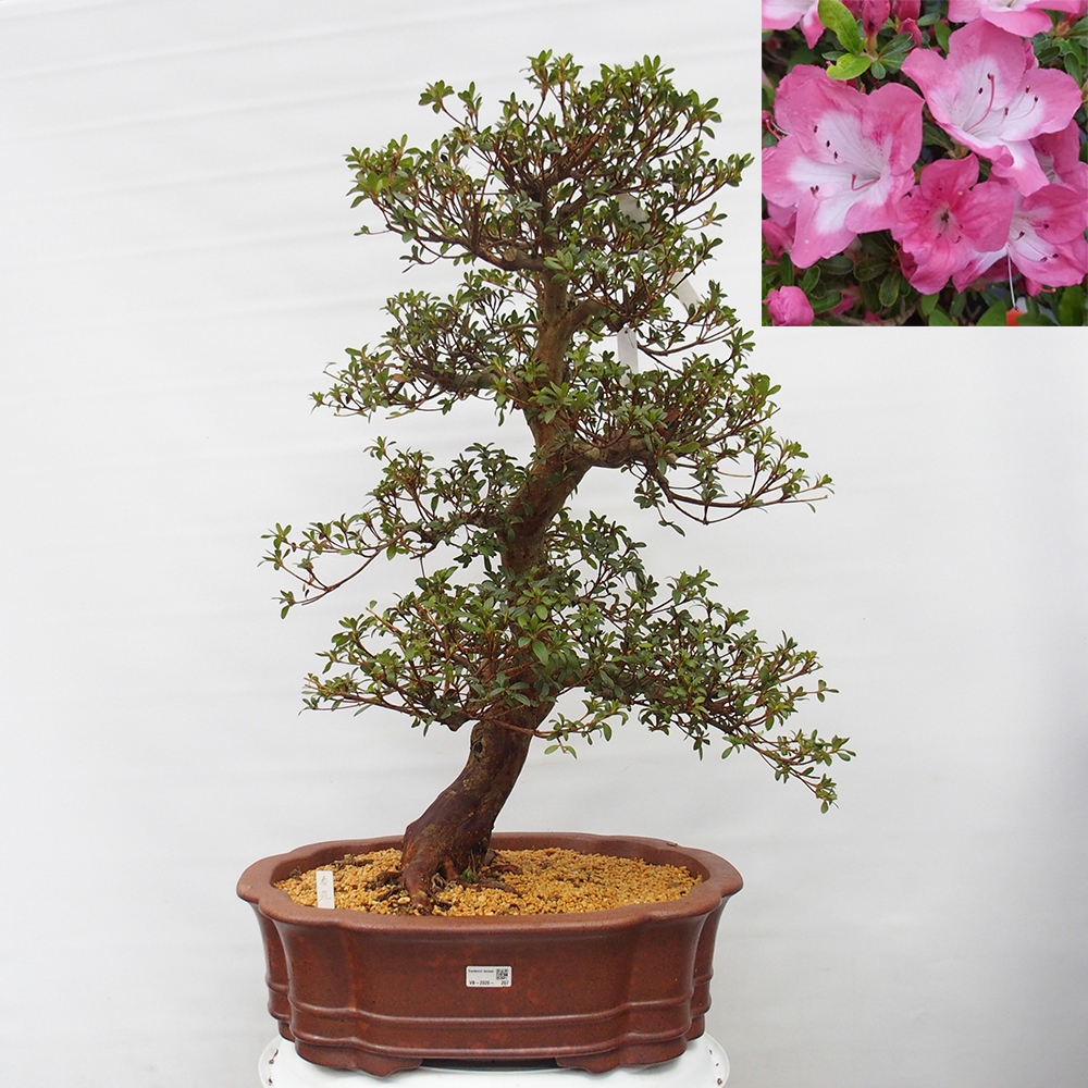 Bonsai voor buiten - Japanse Azalea - Azalea Shunen
