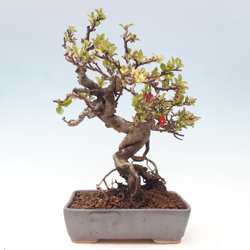 Bonsai voor buiten - Chaneomeles speciosa - Kweepeer