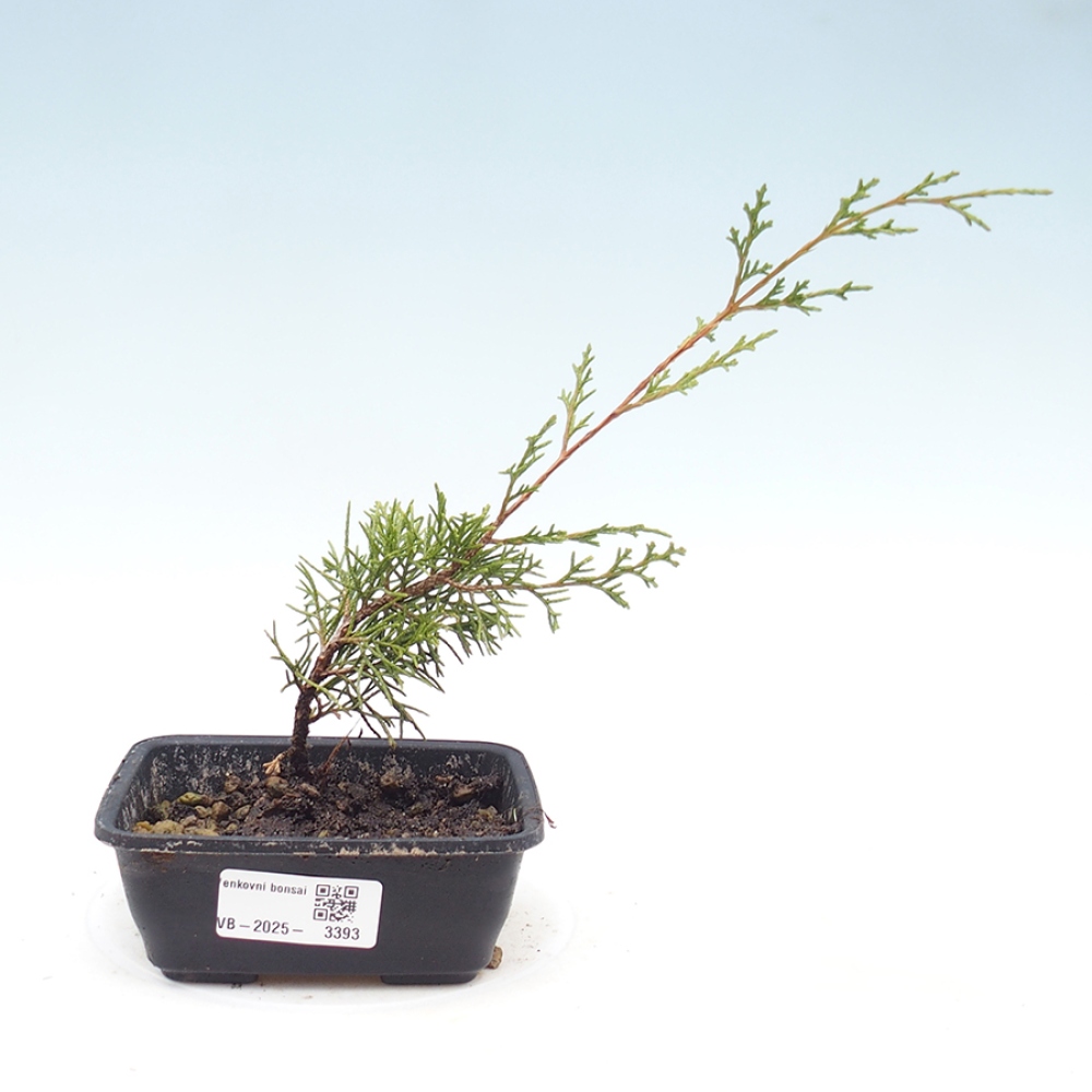 Bonsai voor buiten - Juniperus chinensis Itoigawa
