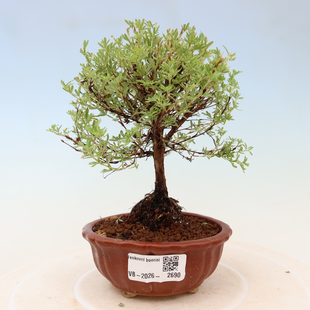 Bonsai voor buiten – Struikpotentilla – Potentilla fruticosa Goldkissen