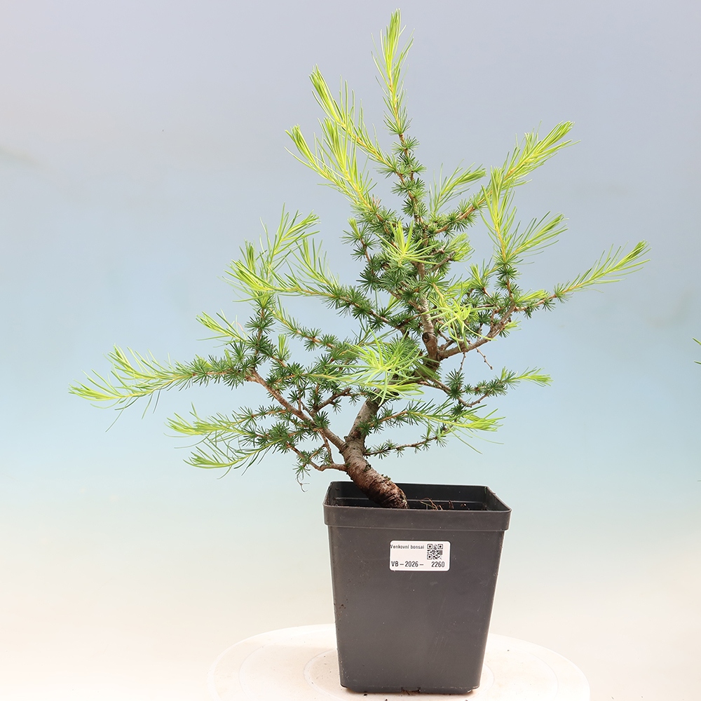 Bonsai voor buiten -Larix decidua - Lariks