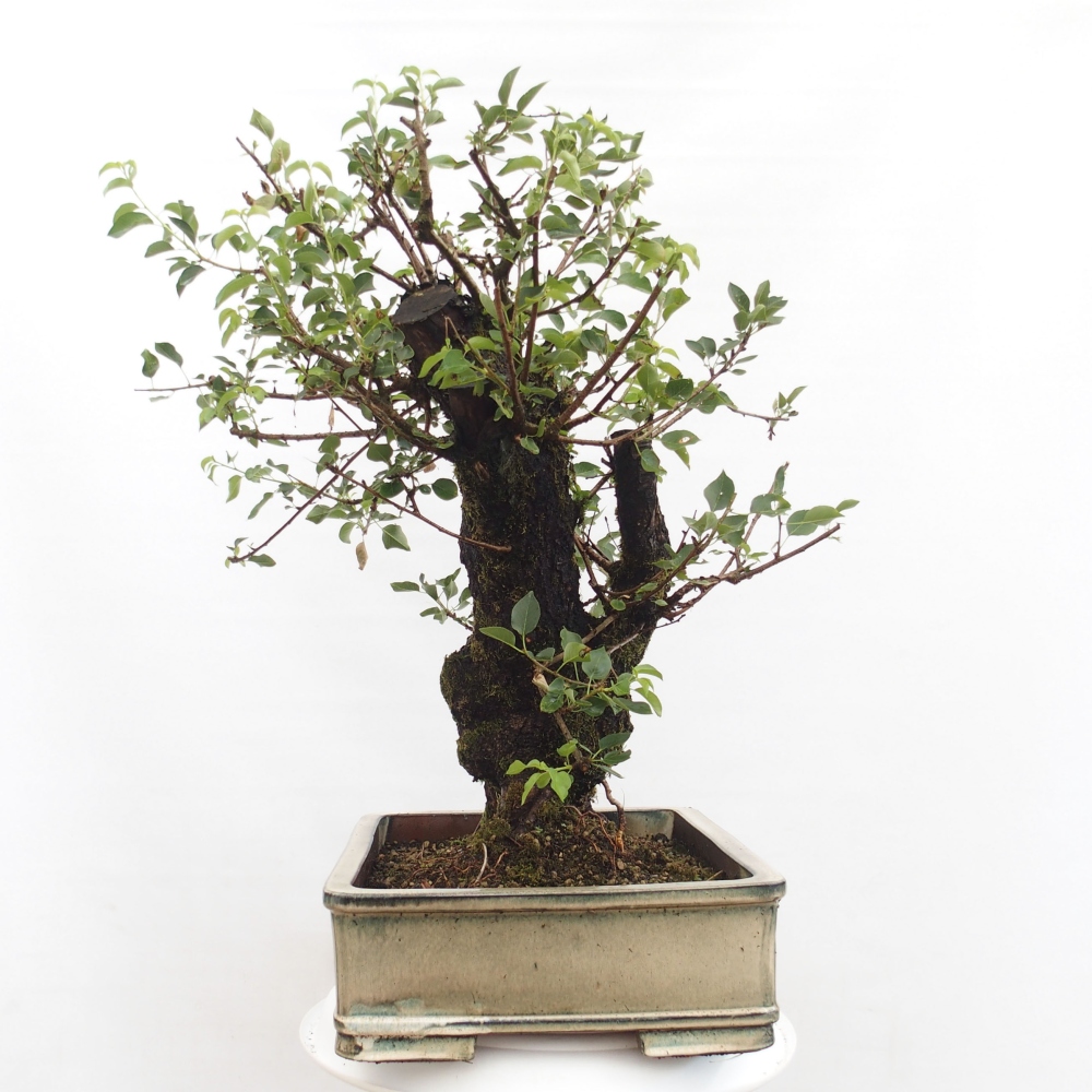 Bonsai voor buiten - Mahalebka - Prunus mahaleb