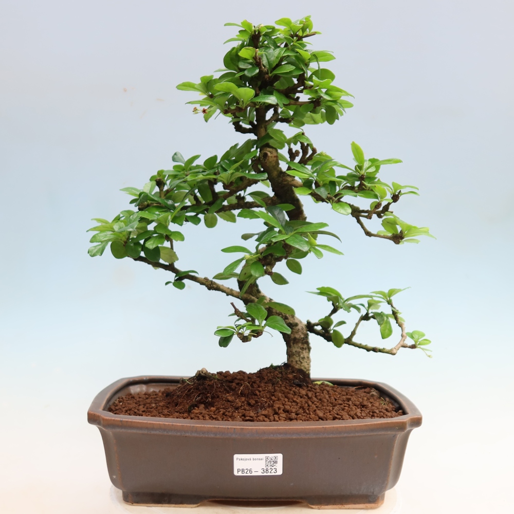 Kamerbonsai - Carmona macrophylla - Thee fuki