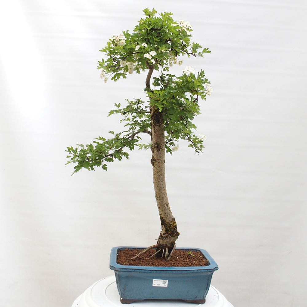 Bonsai voor buiten - Meidoorn - Crataegus monogyna