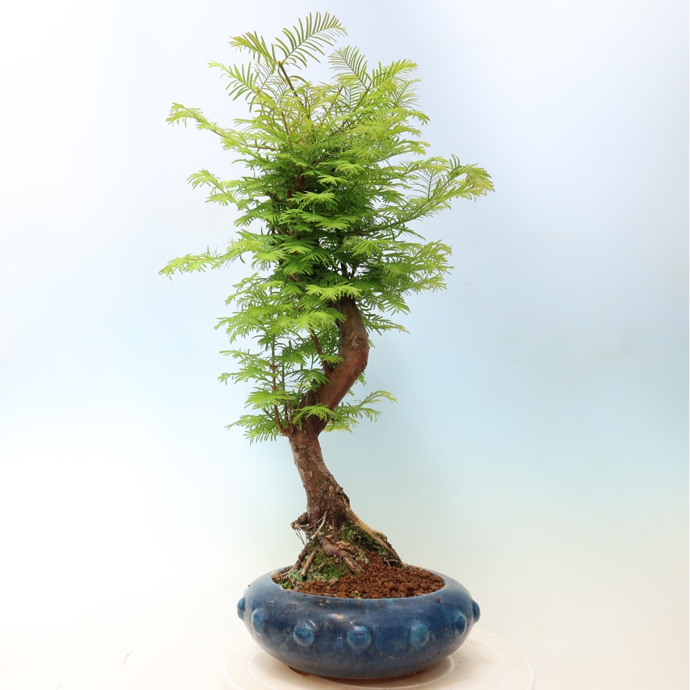 Bonsai voor buiten - Metasequoia glyptostroboides - Chinese Metasequoia