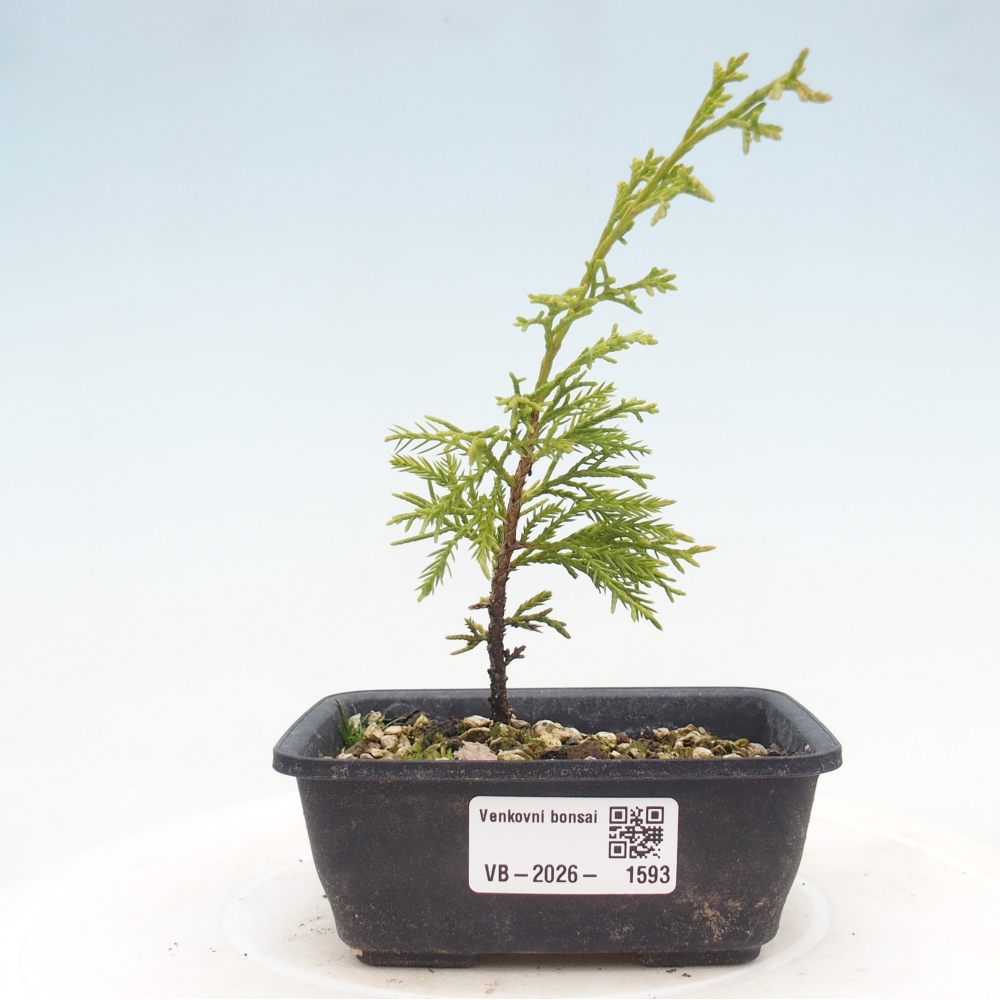 Bonsai voor buiten - Juniperus chinensis Itoigawa