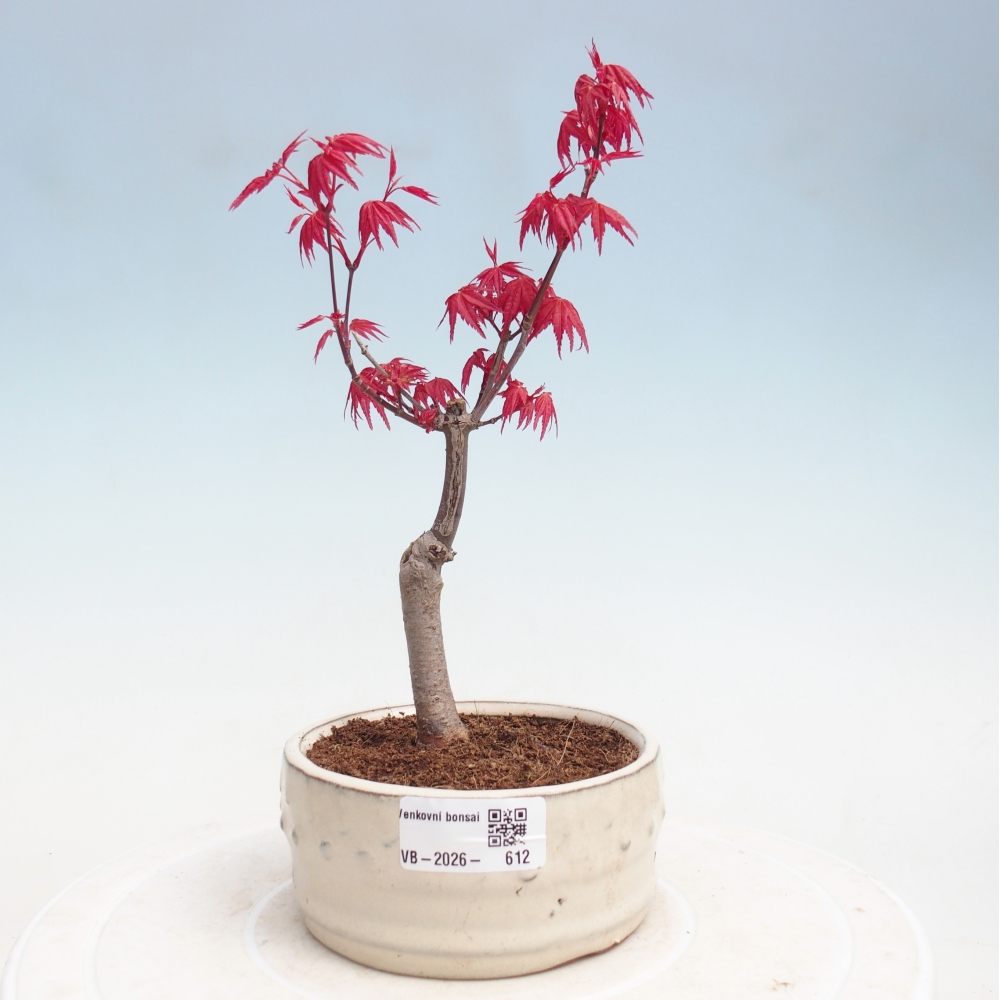 Bonsai voor buiten - Acer palmatum DESHOJO
