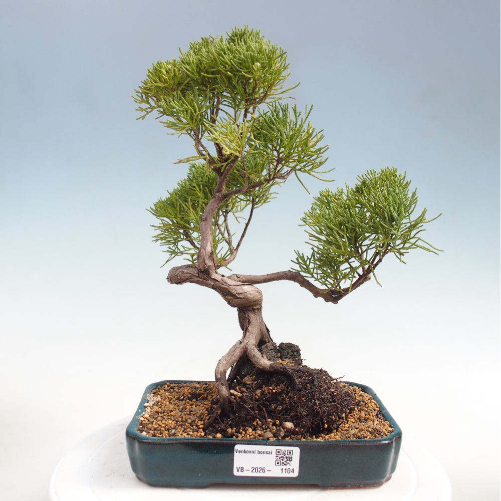 Bonsai voor buiten - Juniperus chinensis Kishu