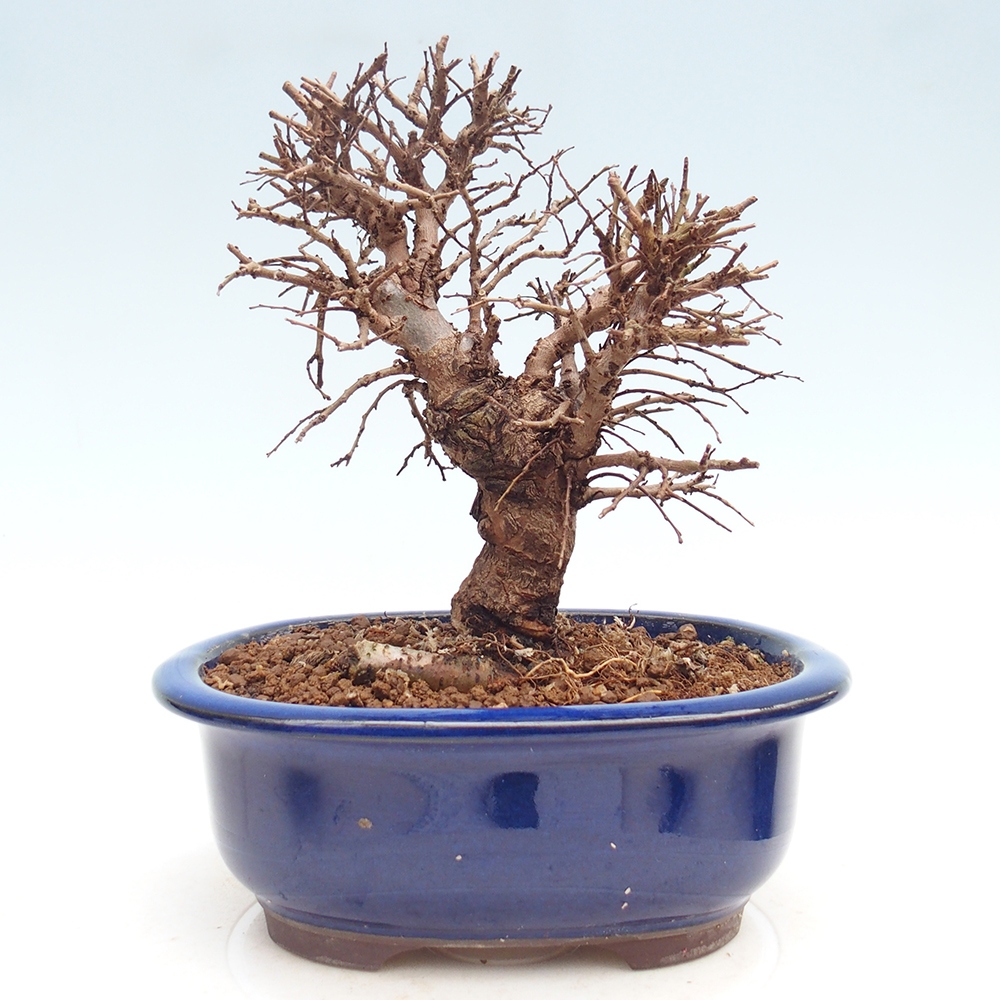 Bonsai voor buiten - Zelkova - Zelkova NIRE