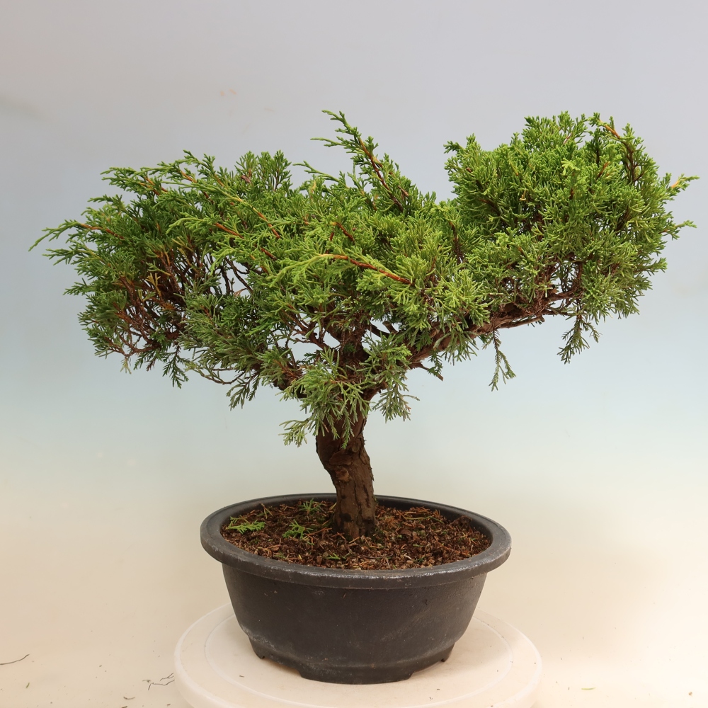 Bonsai voor buiten - Juniperus chinensis Itoigawa-Juniperus chinensis