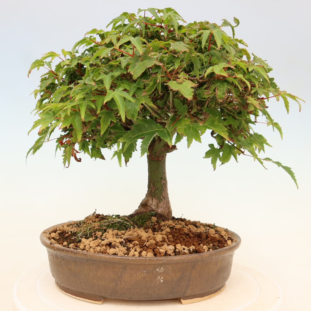 Acer palmatum KIOHIME - Palmeta-esdoorn