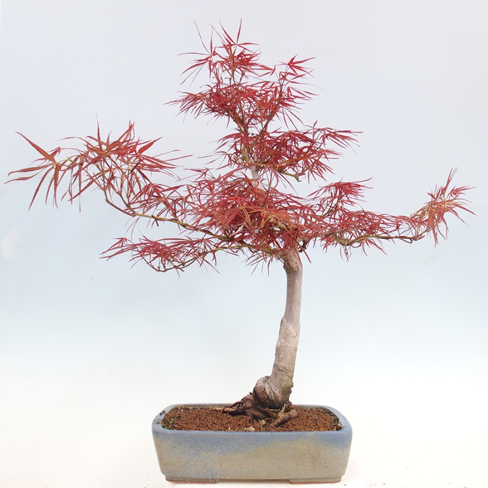 Bonsai voor buiten - Acer palmatum RED PYGMY