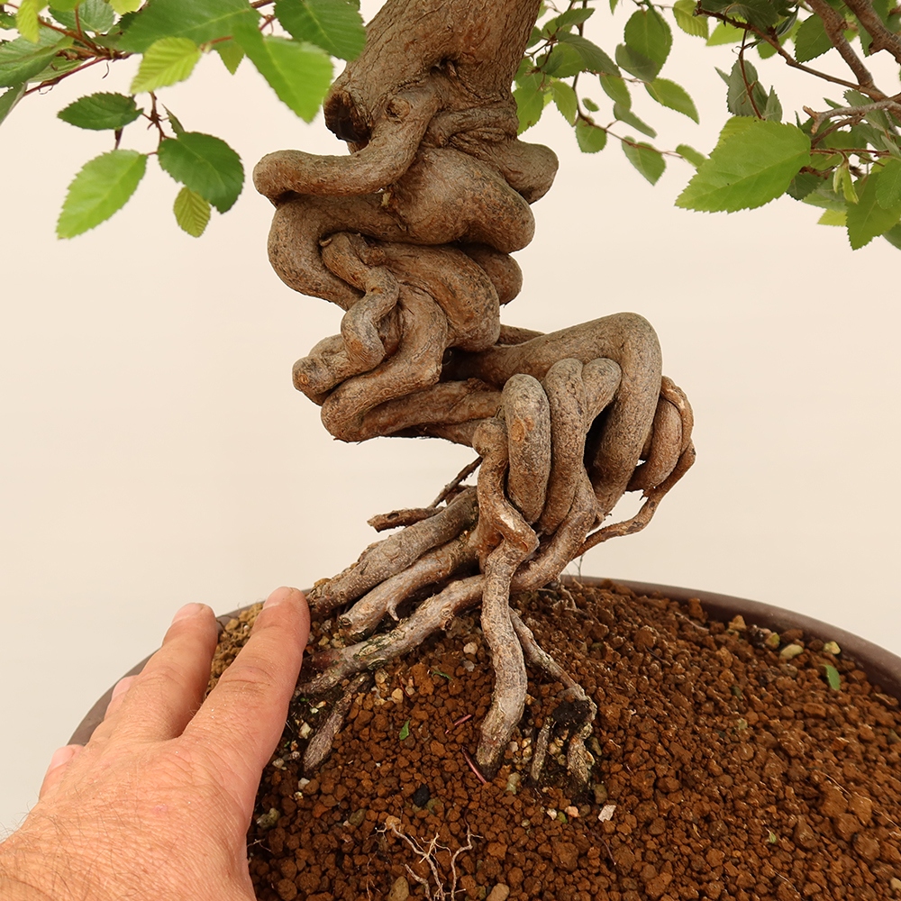 Bonsai voor buiten -Carpinus Coreana - Koreaanse haagbeuk