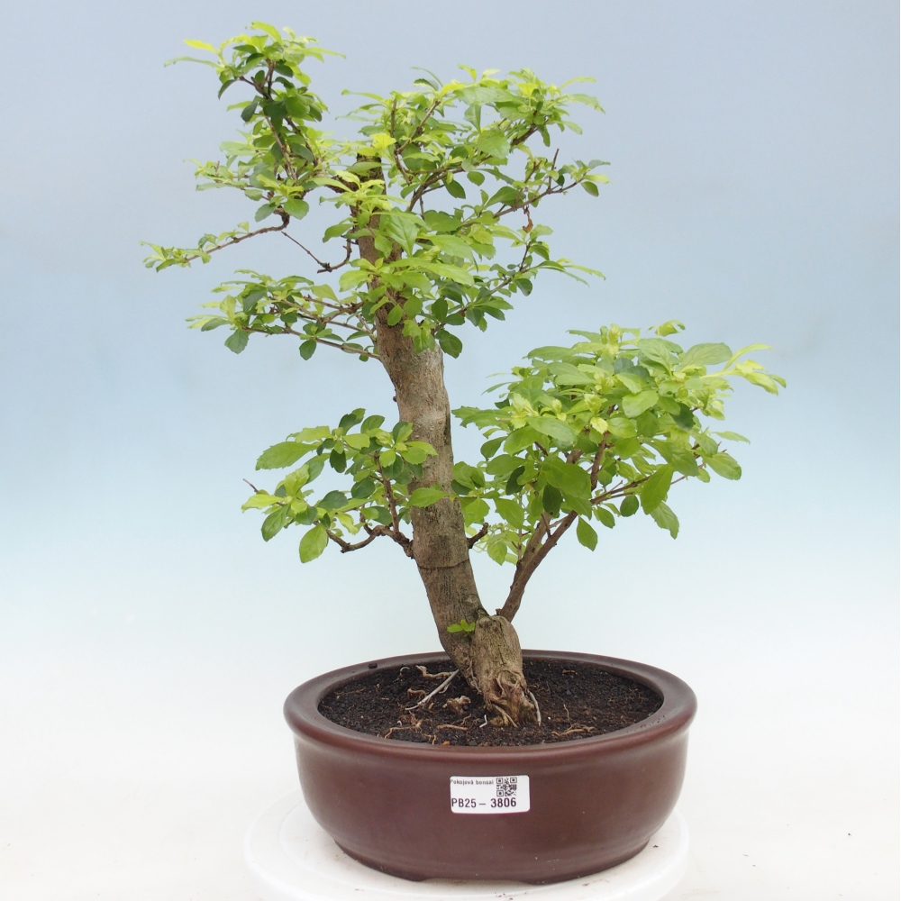 Kamerbonsai - Duranta erecta Aurea