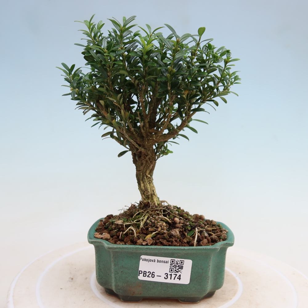 Kamerbonsai - Buxus harlandii - kurk buxus