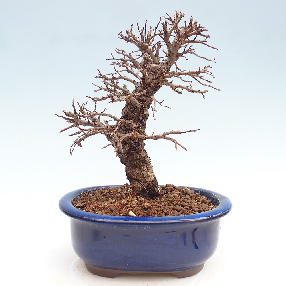 Bonsai voor buiten - Zelkova - Zelkova NIRE