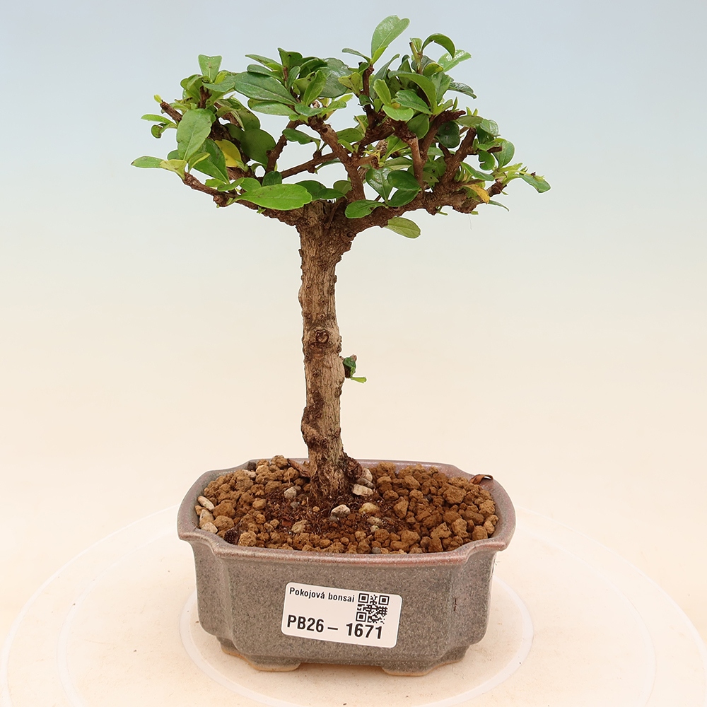 Kamerbonsai - Carmona macrophylla - Thee fuki