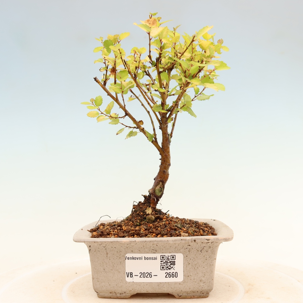 Buitenbonsai - dwergberk - Betula NANA Golden Treasure