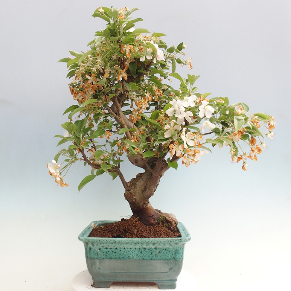 Bonsai voor buiten -Malus halliana - Appelboom met kleine vruchten