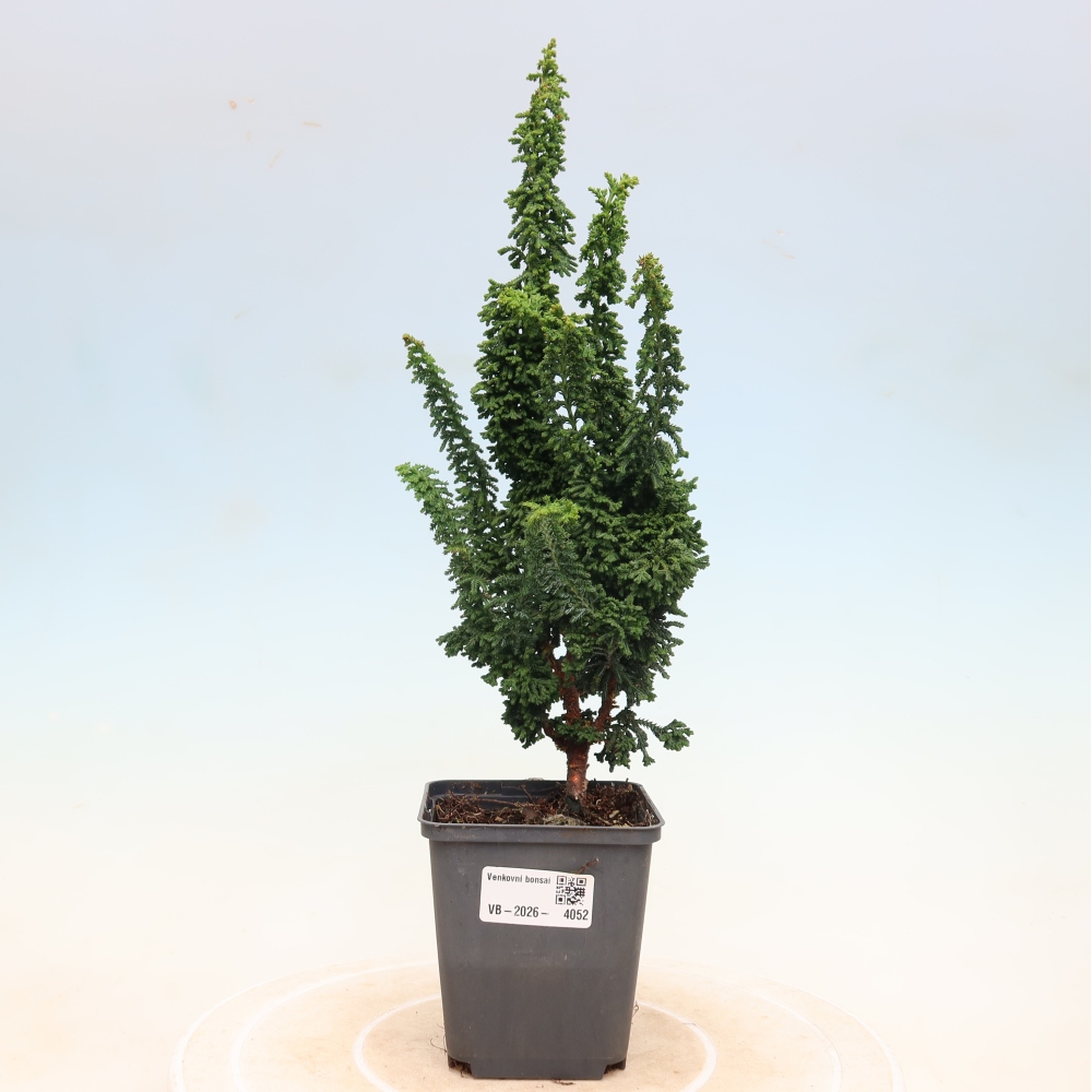 Bonsai voor buiten - Cham. obtusa SEKKA HINOKI - Cipres