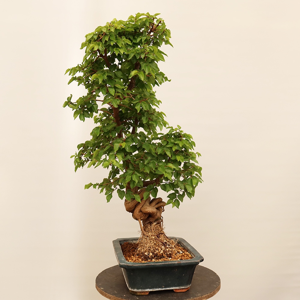 Bonsai voor buiten -Carpinus Coreana - Koreaanse haagbeuk
