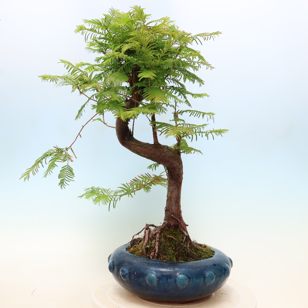 Bonsai voor buiten - Metasequoia glyptostroboides - Chinese Metasequoia