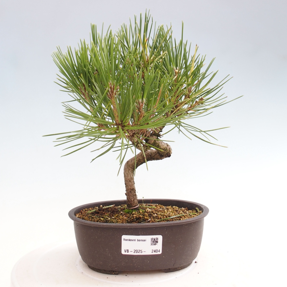Bonsai voor buiten - Pinus thunbergii - Thunberg den