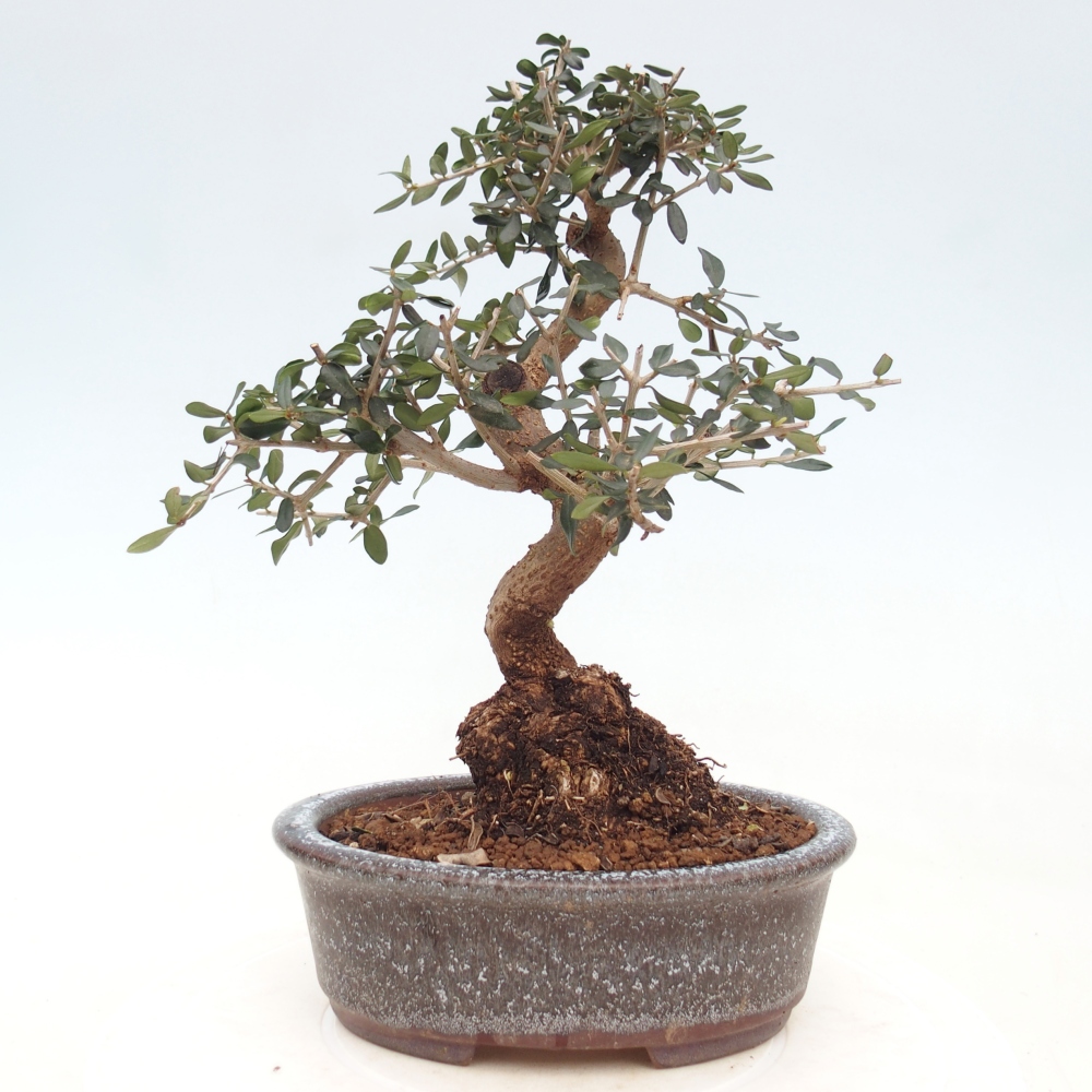 Bonsai voor binnen - Olea europaea sylvestris