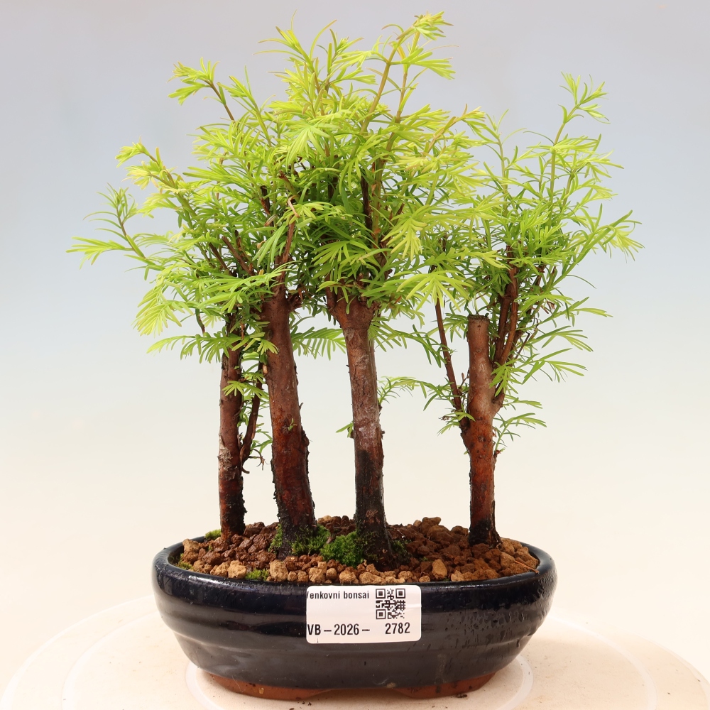 Buitenbonsai - Metasequoia glyptostroboides - Chinese metasequoia - bosje