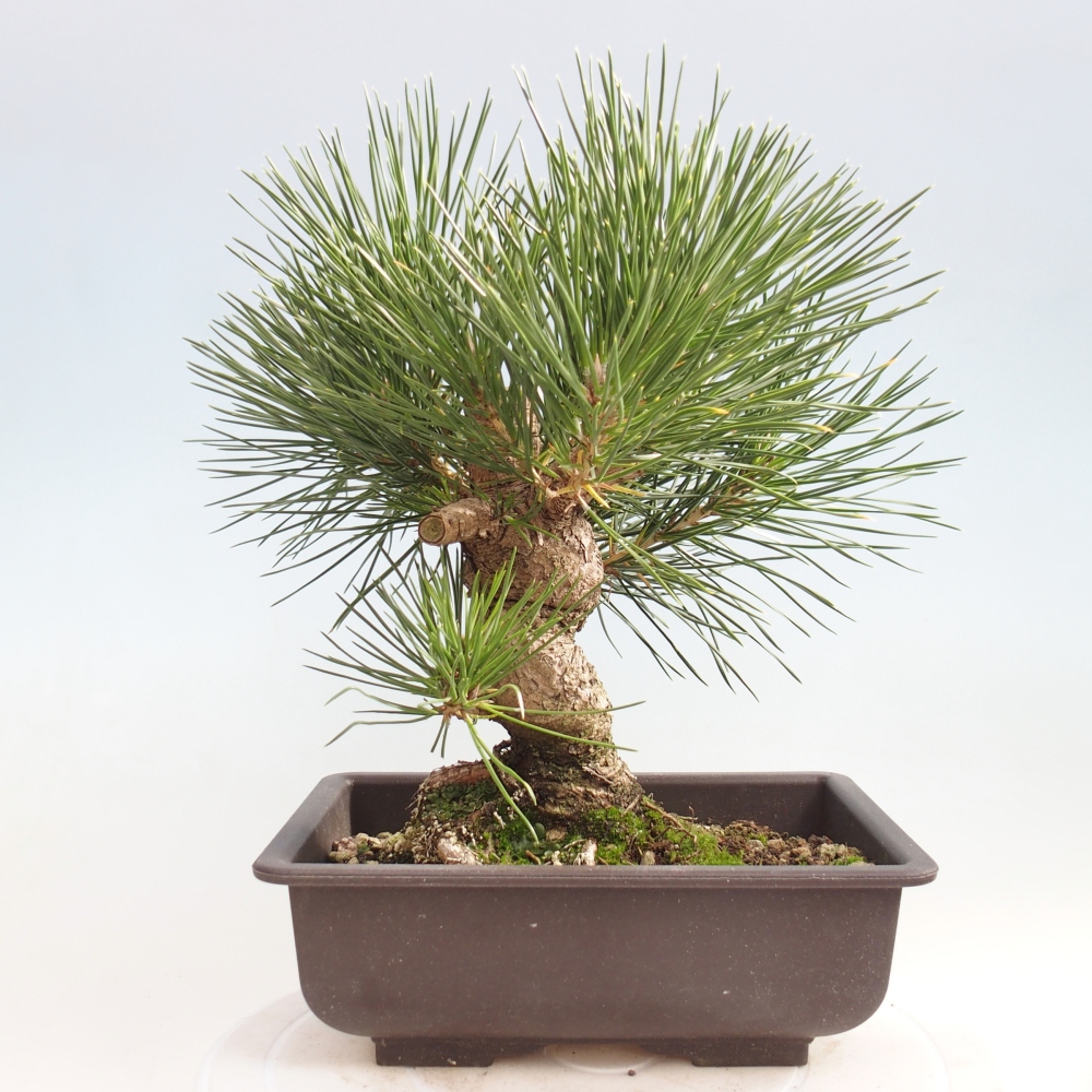 Bonsai voor buiten - Pinus thunbergii - Thunberg den