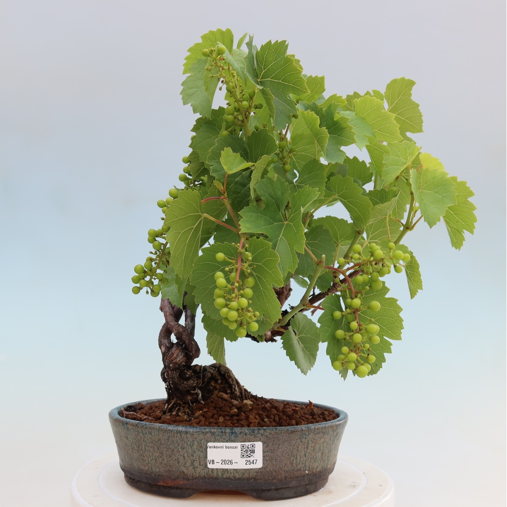 Buitenbonsai - Wijnstok - Vitis vinifera 