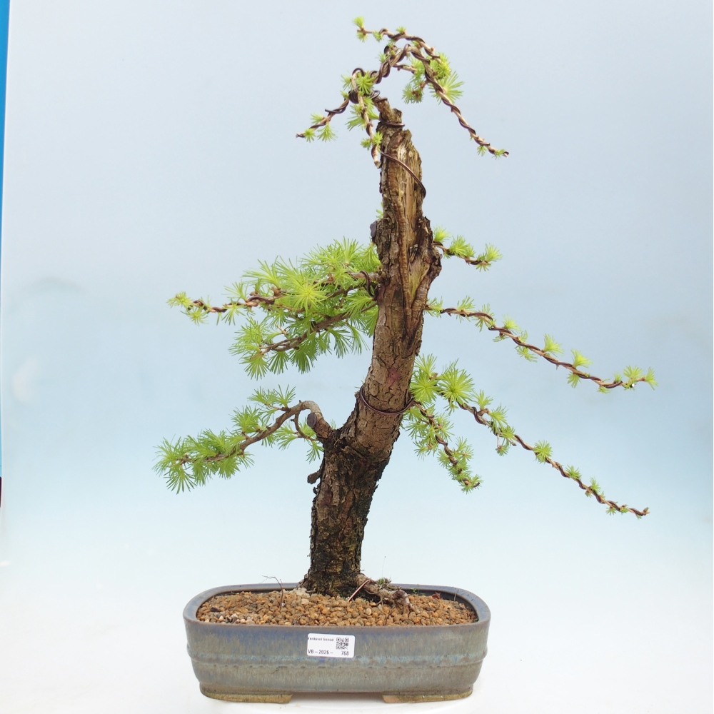 Bonsai voor buiten -Larix decidua - Lariks