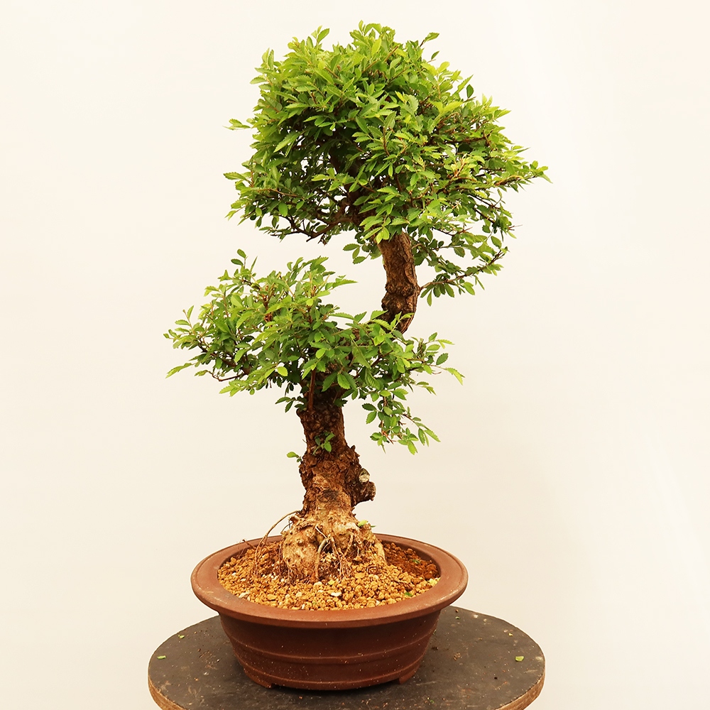 Bonsai voor buiten - Zelkova - Zelkova NIRE