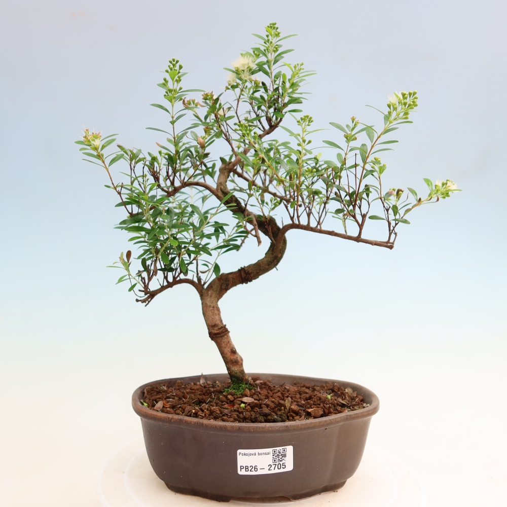 Kamerbonsai - Syzygium - Pimento