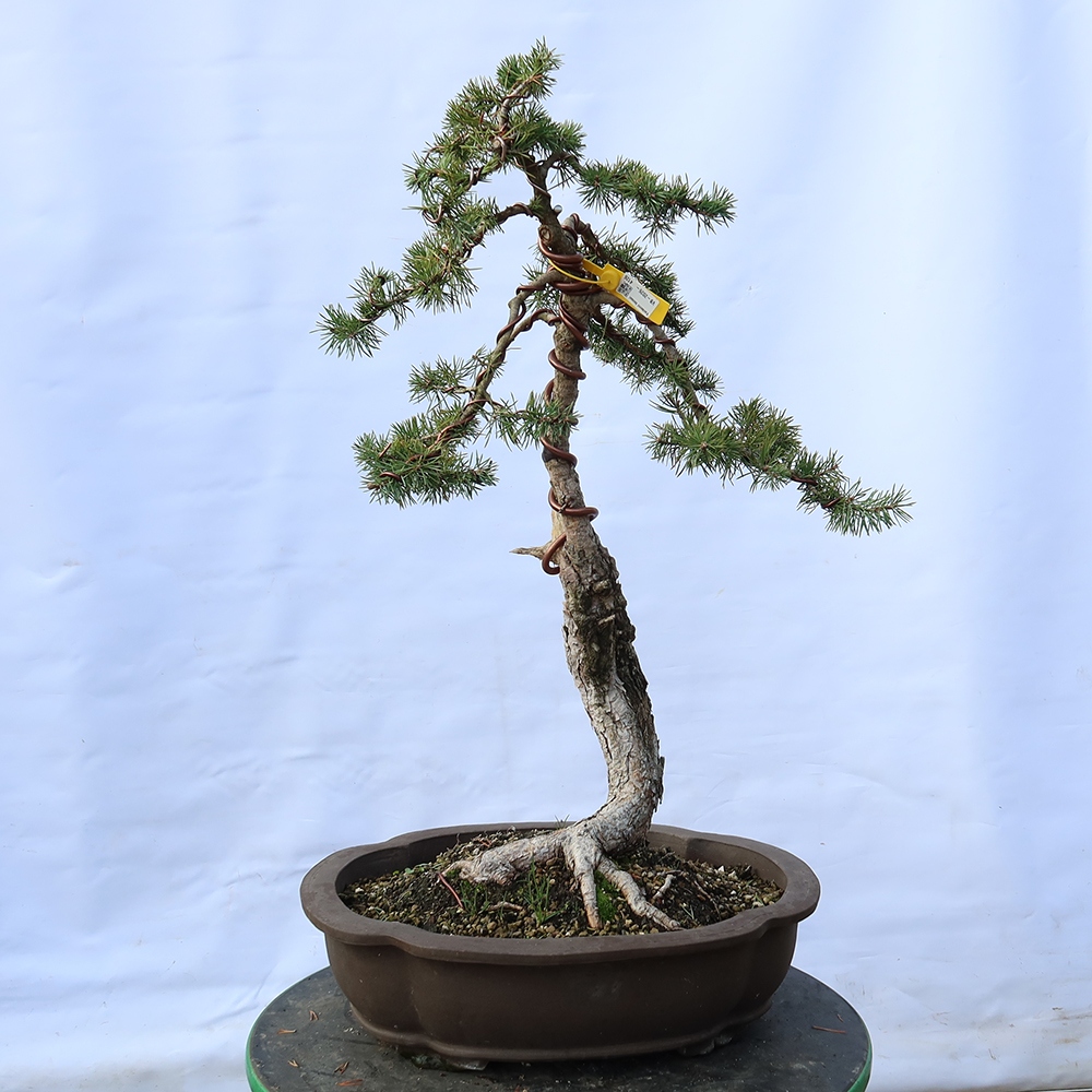 Pinus sylvestris Spanje - grove den