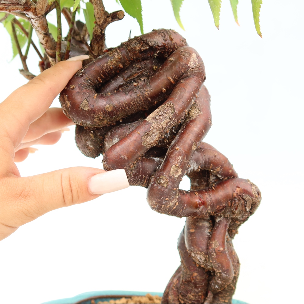 Bonsai voor buiten – Japanse abrikoos – Prunus Mume