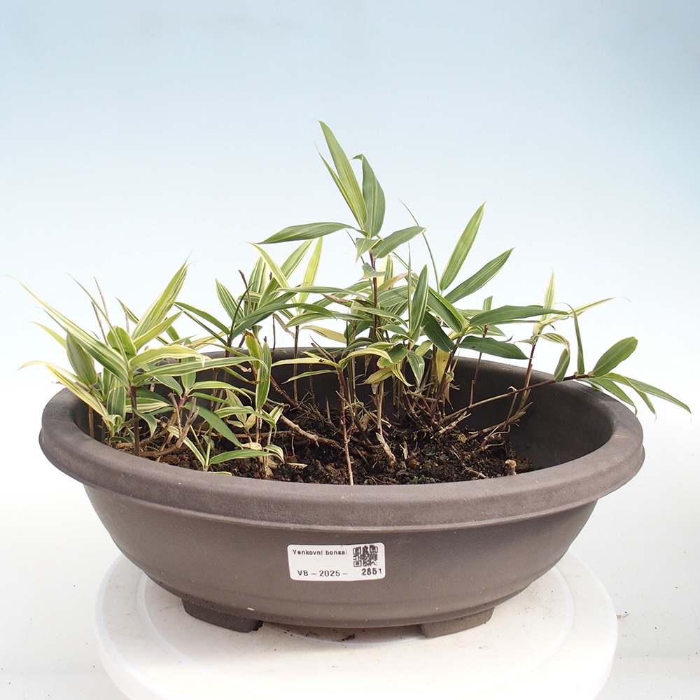Bonsai voor buiten - Sasaella masamuneana Albostriata - Bamboe