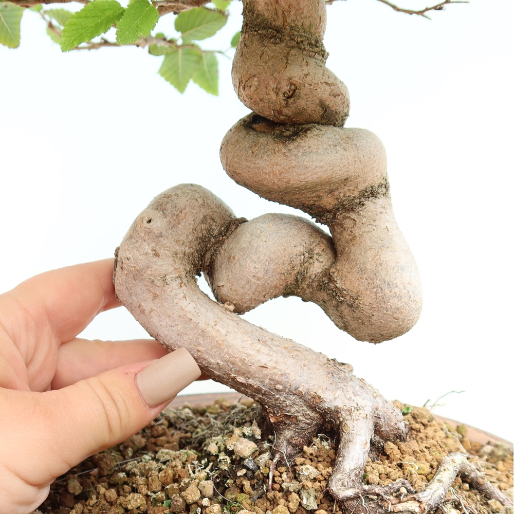 Bonsai voor buiten -Carpinus CARPINOIDES - Koreaanse haagbeuk