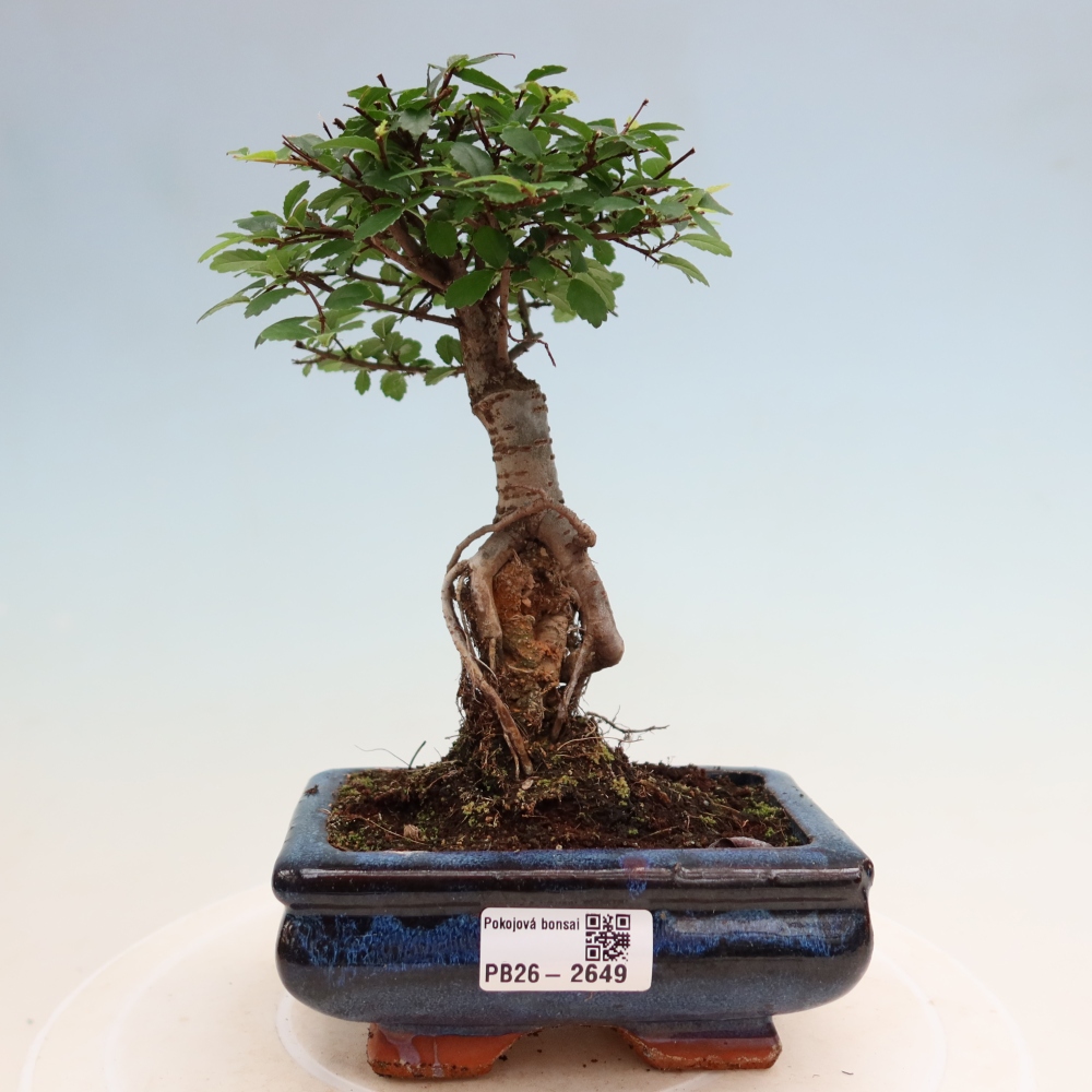 Kamerbonsai - Ulmus parvifolia - Winteriep