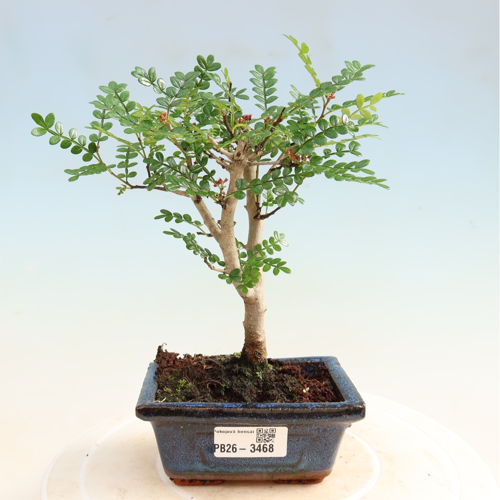 Kamerbonsai - Zantoxylum piperitum - peperboom