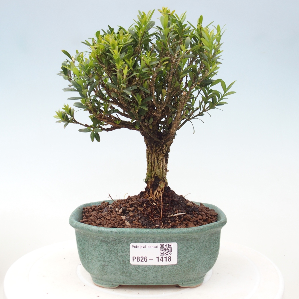 Kamerbonsai - Buxus harlandii - kurk buxus