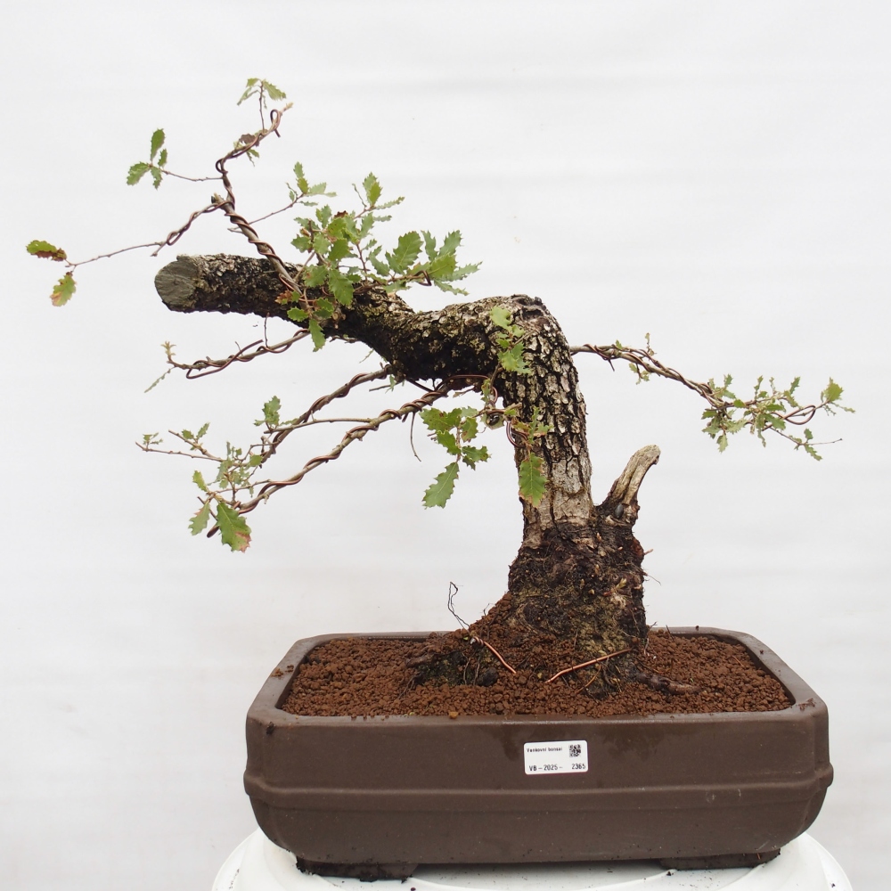 Yamadori - Quercus Ilex -Oakhulst