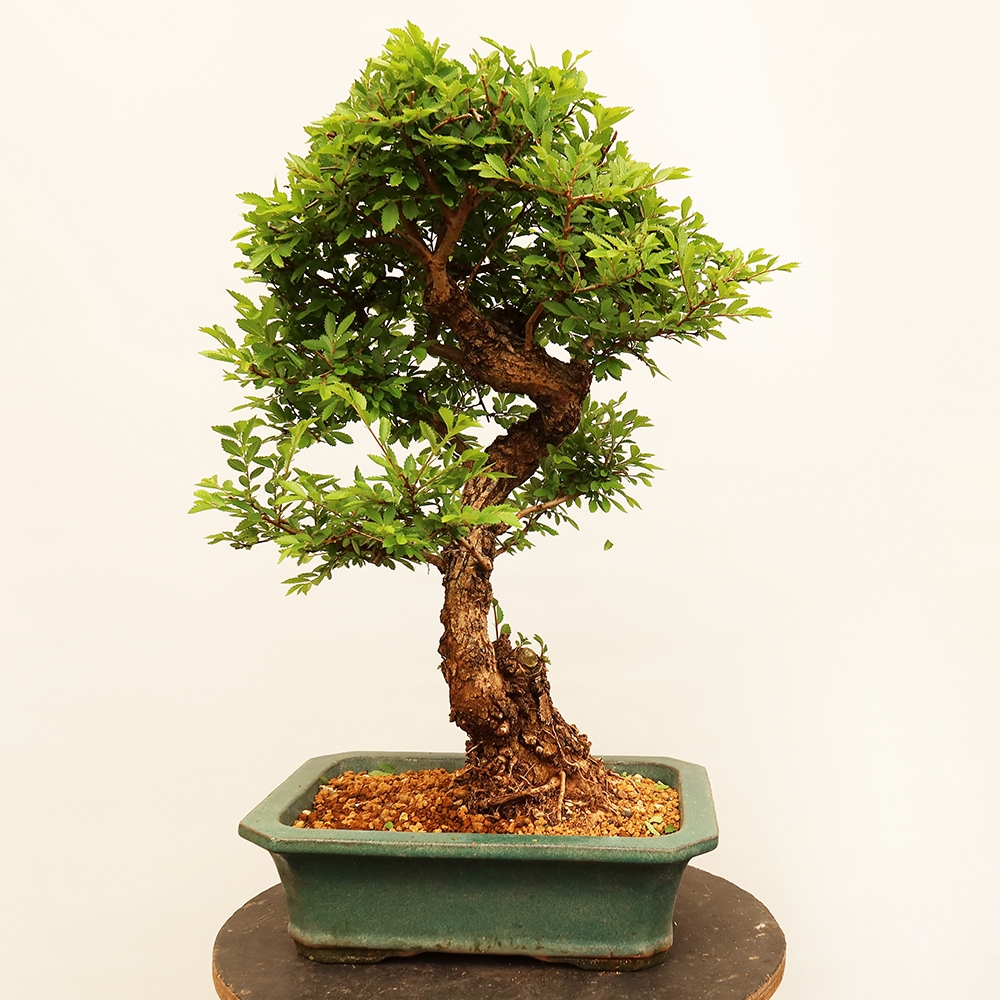 Bonsai voor buiten - Zelkova - Zelkova NIRE