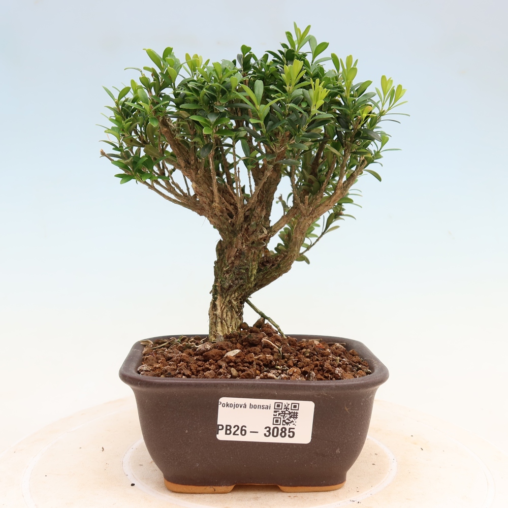 Kamerbonsai - Buxus harlandii - kurk buxus