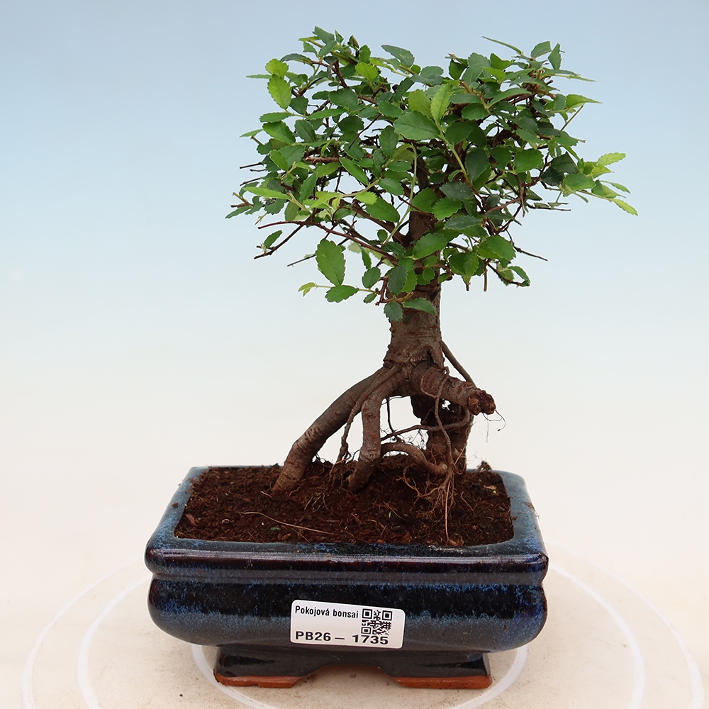 Kamerbonsai - Ulmus parvifolia - Winteriep