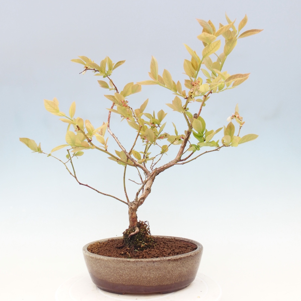 Bonsai voor buiten - Canadese bosbes - Vaccinium corymbosum